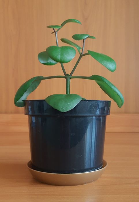 Коланхое Блоссфельда