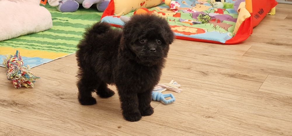 Pomapoo,  suczka