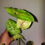 Syngonium bob allusion