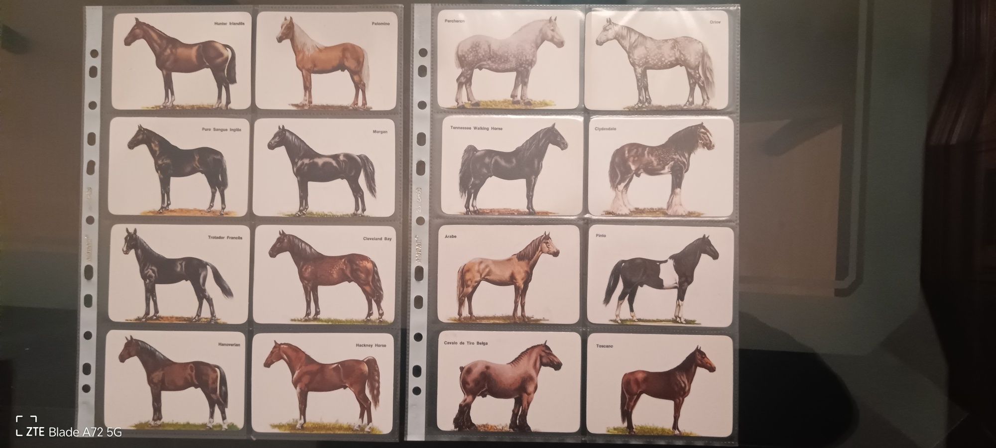Calendário raça de cavalos