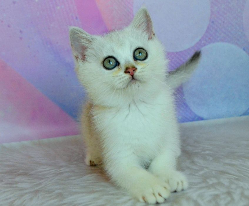 шикарні кошенята срібляста шиншила