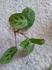 Maranta light veins 2 szt rezerwacja