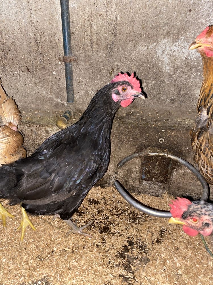 Galinhas para venda com  1 ano