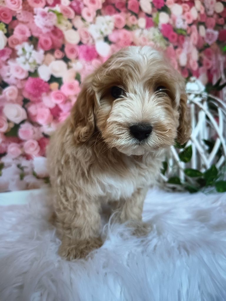 Miś *Maltipoo* BADANIA genetyczne śliczny mądry piesek rodowód