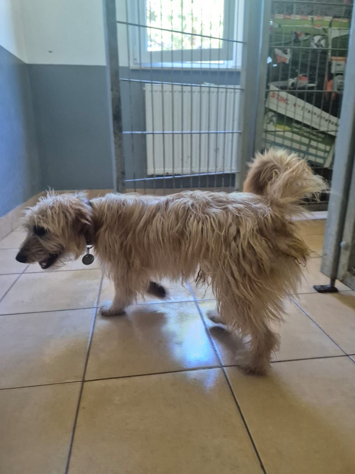 Młodziutki Frodo zniknie w schronisku! Uratuj go! Adopcja tymczas