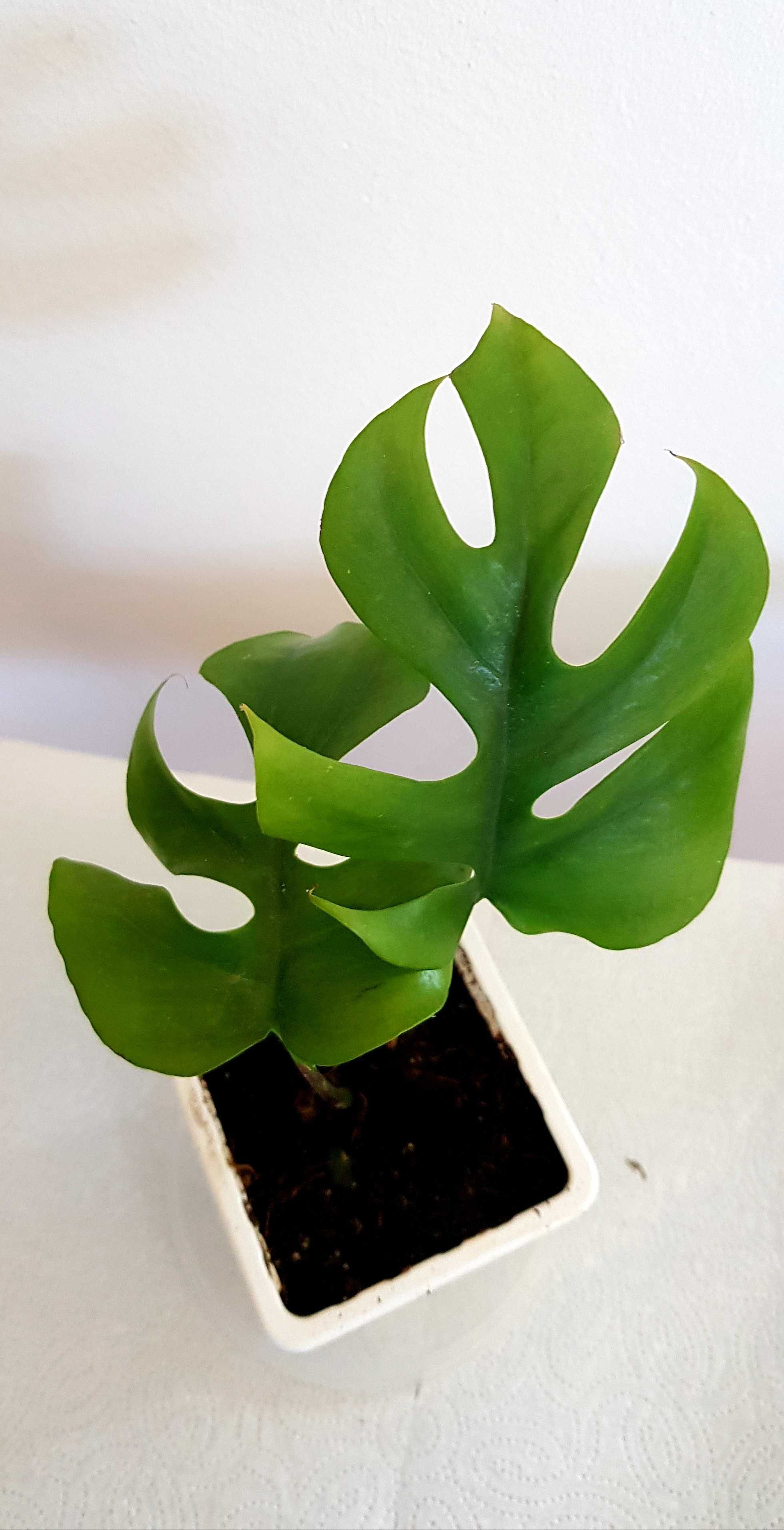 Monstera MINIMA rhaphidophora tetrasperma 2w1