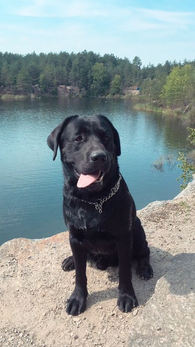 Вязка лабрадор ретривер Labrador Retriever (чемпион)