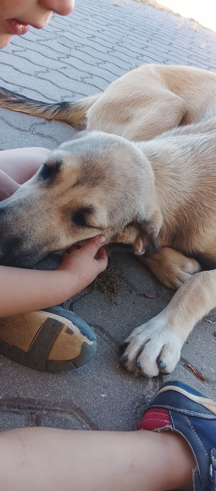 Cão para adopção