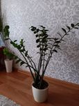Продам заміокулькас