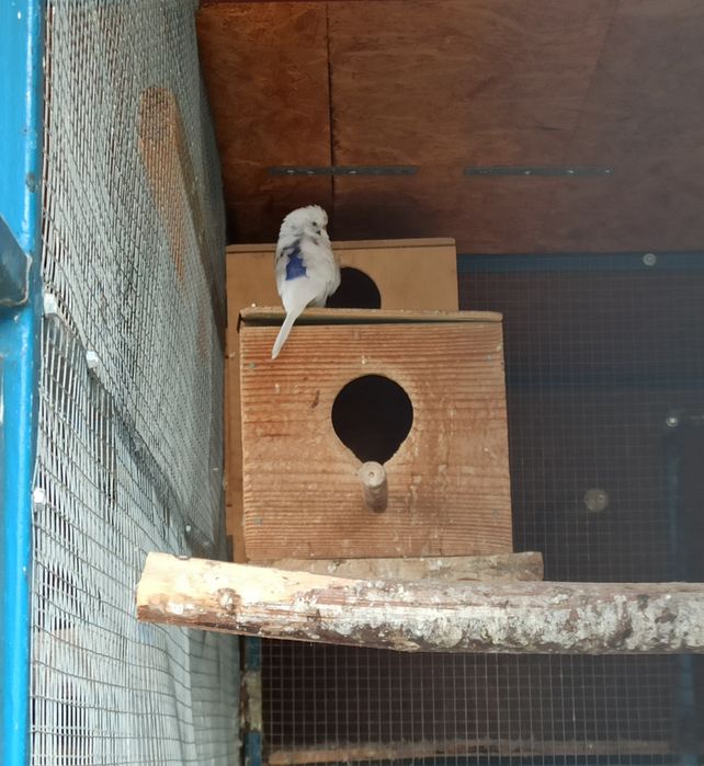 Papuga falista samczyk