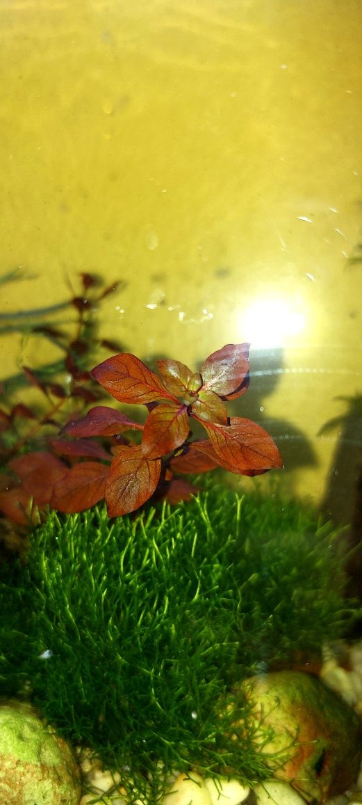 Ludwigia Super Red planta para aquário ou lago