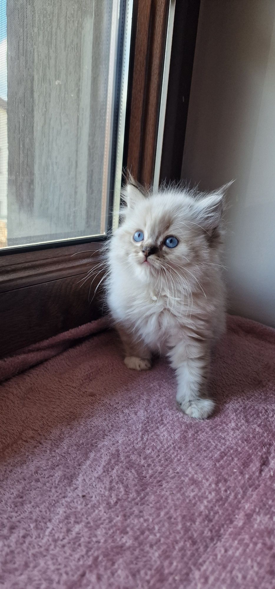 Kocurek Ragdoll z rodowodem WCF gotowy do zmiany domu