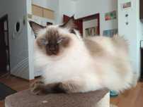 Kotka Ragdoll , pohodowlana