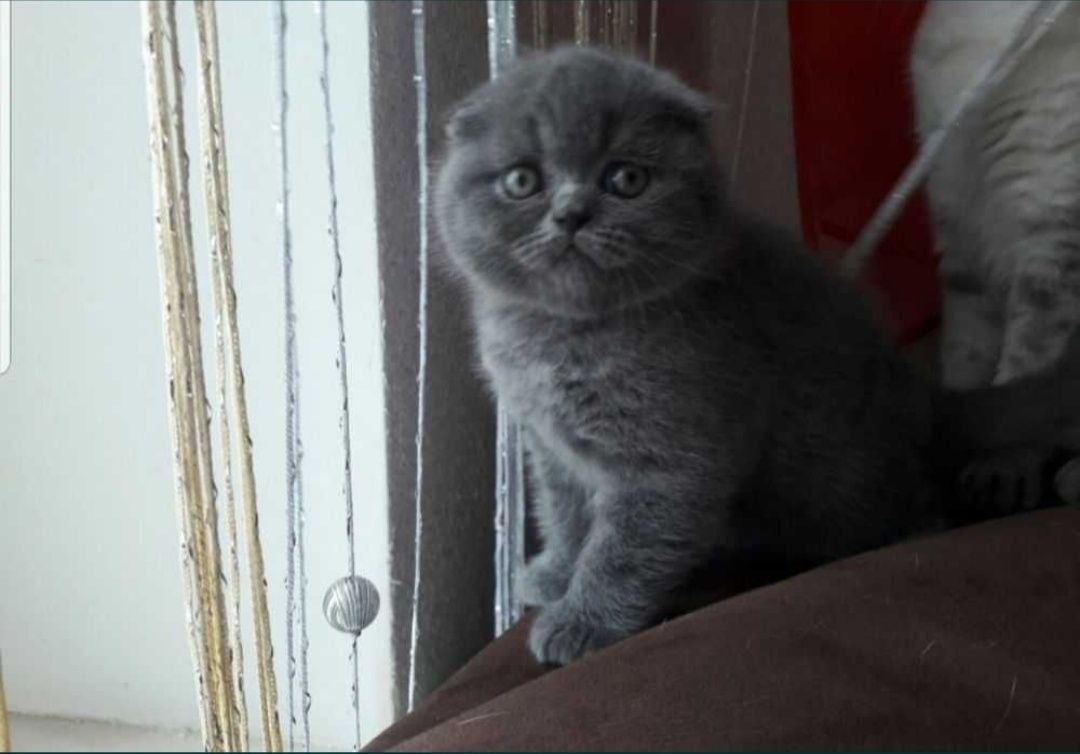Вислоухие котята