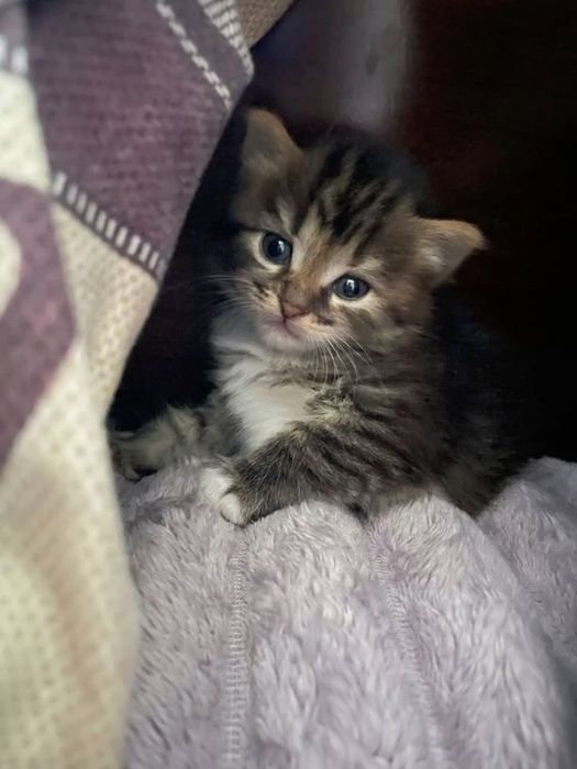 Кошенята, коти, сибірські кошенята, породні кошенята в добрі руки !