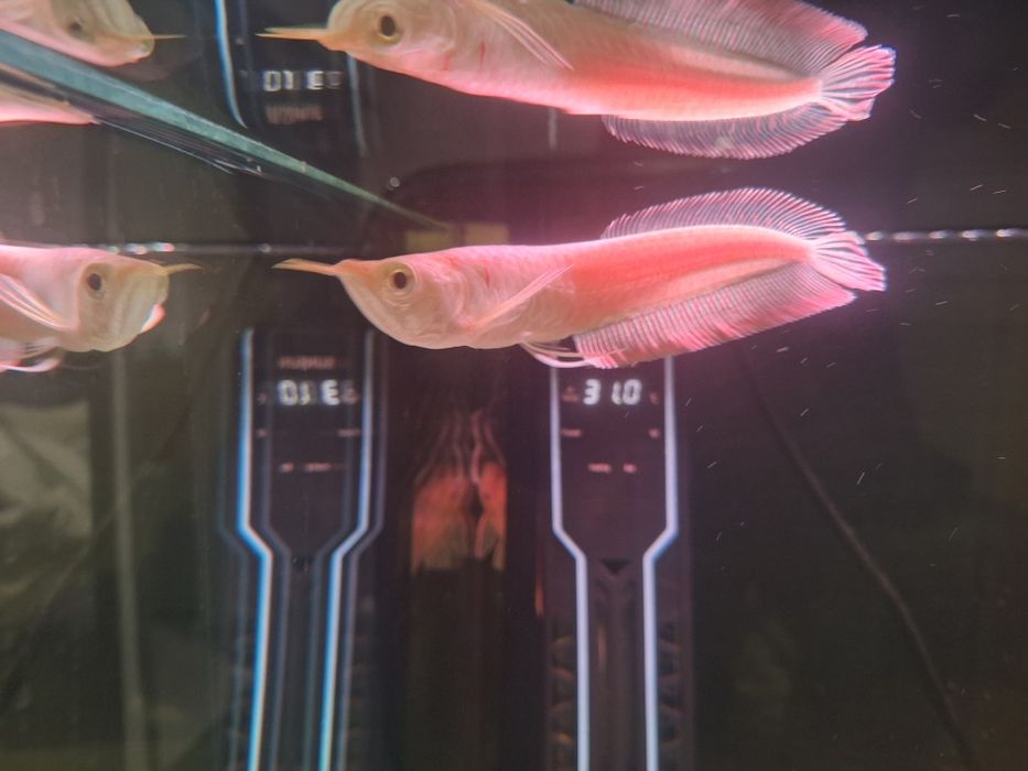 Aruana Albina 15-17cm