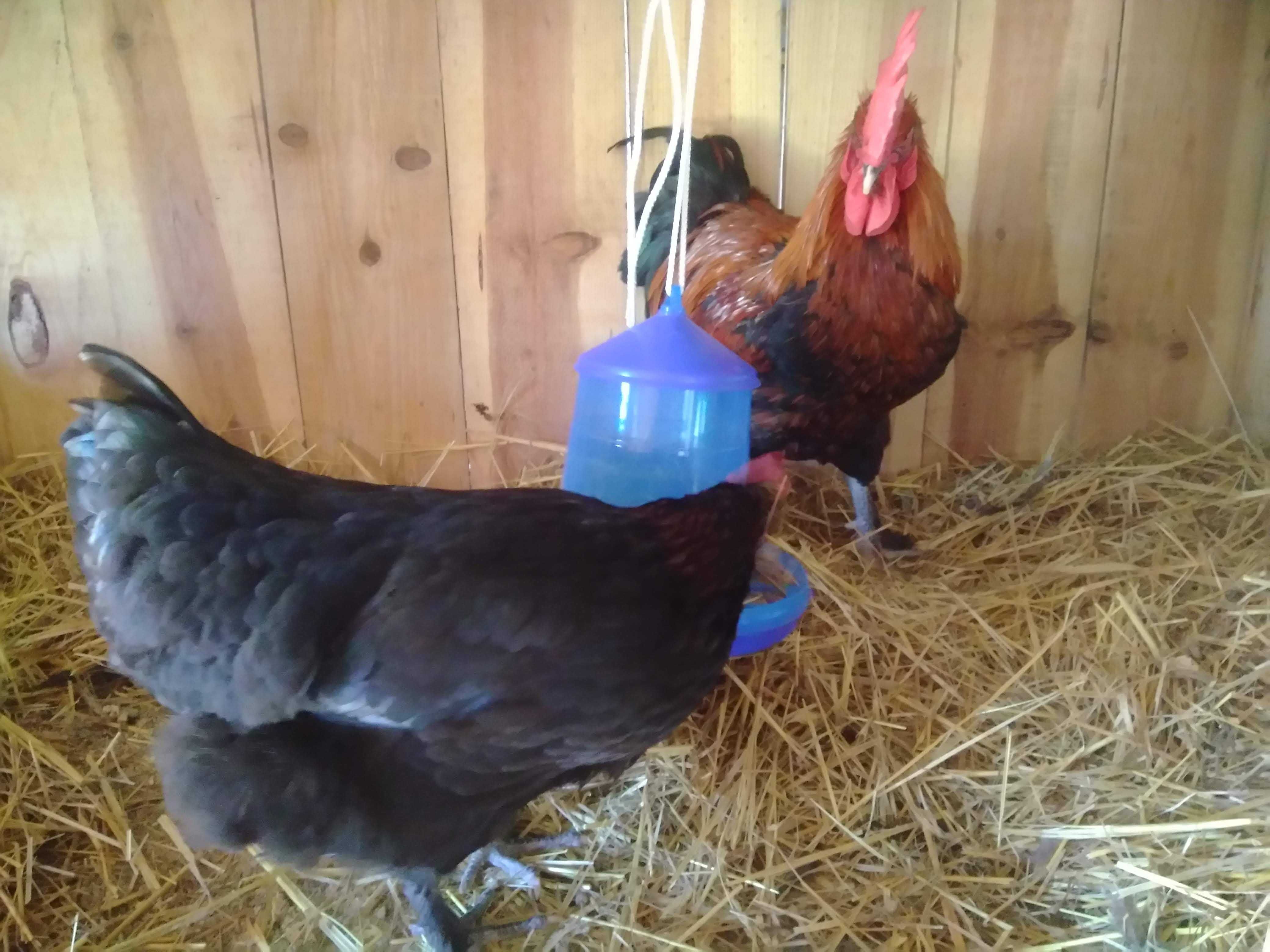 Ovos Galados Rhode Island Red (Com Garantia)