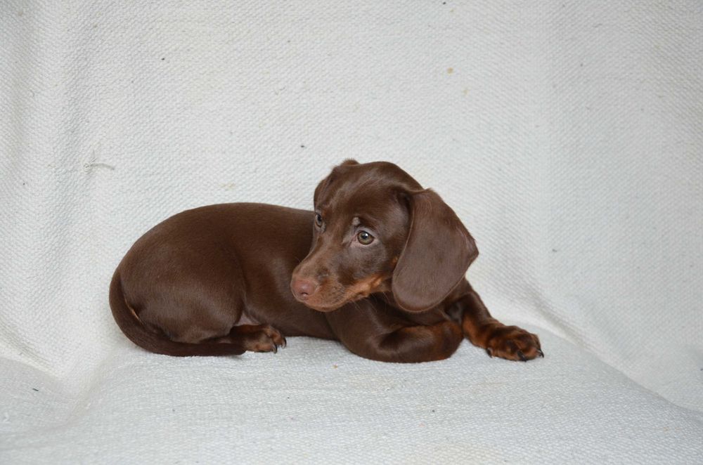 Jamnik czekoladowy - suczka