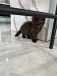 Gatinha Scottish Fold