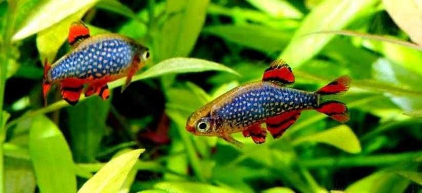 Danio perłowy - Danio margaritatus - Microrasbora galaxy - Razbora