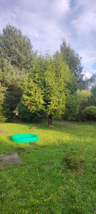 Działka ROD Społemowiec Częstochowa Dźbów