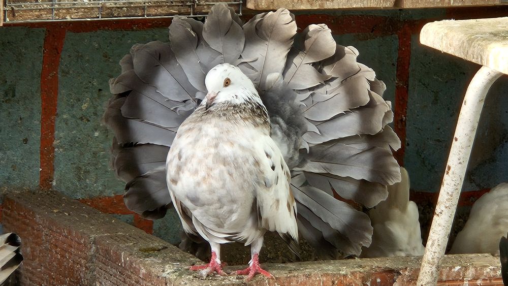 Pombas, pombos papo de Pomerânia, capuchinho, cambalhota port e leque