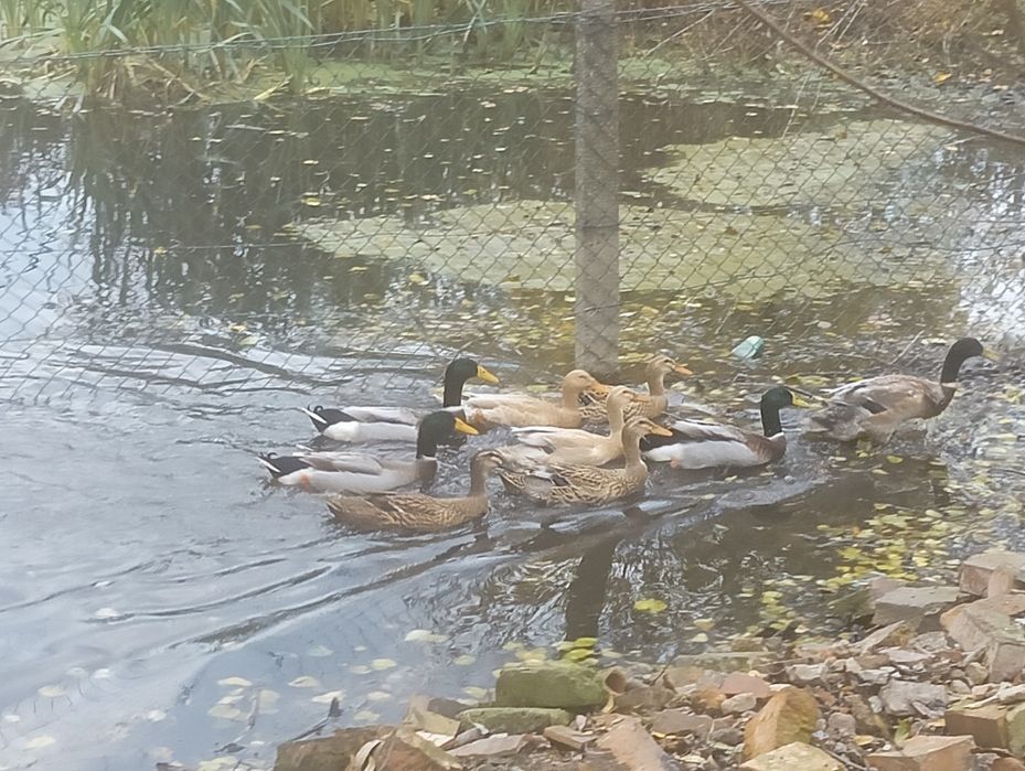 Biegusy kaczki kaczory