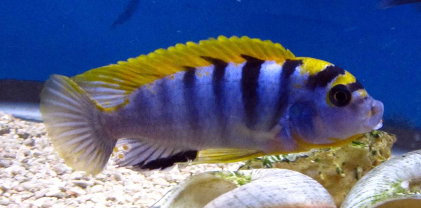 Labidochromis hongi - Pyszczak - dowozimy, wysyłamy