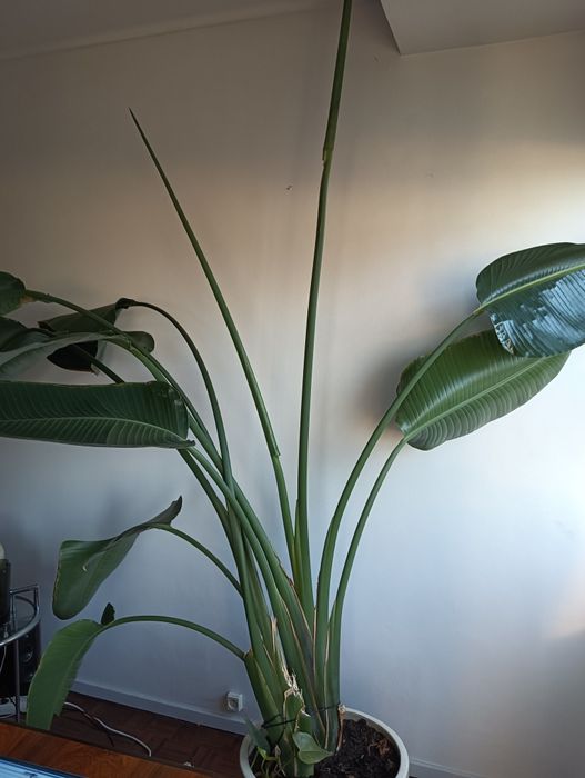 Strelitzia Nicolai, Augusta ou gigante