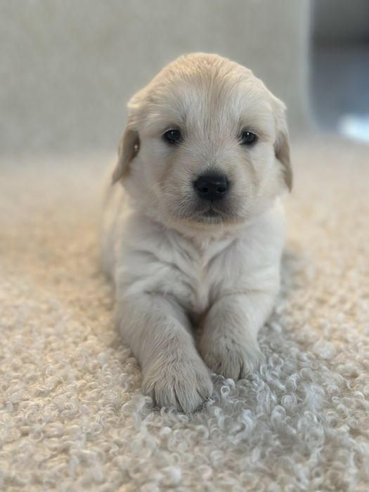 06.09 Золотисті Ретривери КСУ