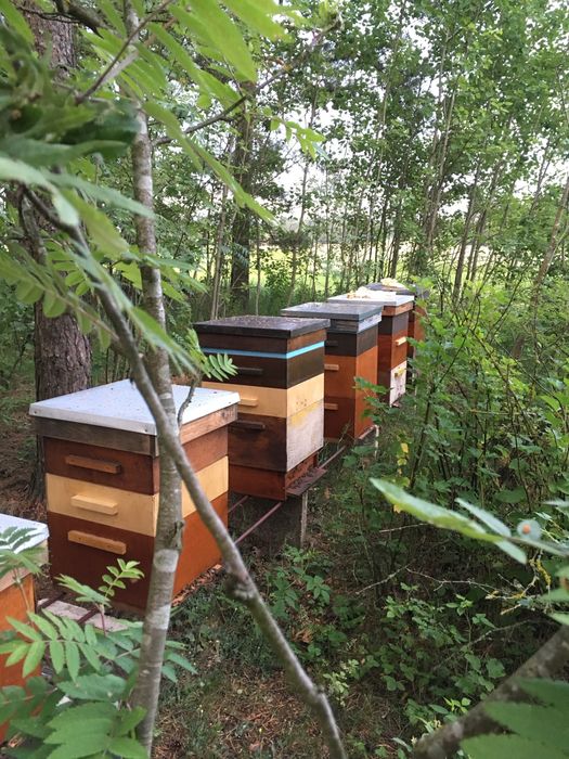 Ul pszczoly Ule Wielkopolskie