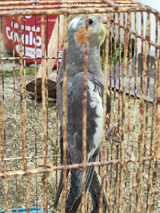 Vendo caturras com 6 meses.