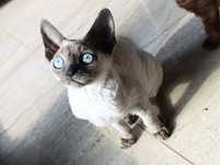 Kotka Devon rex point niebieski rodowód FPL FPL