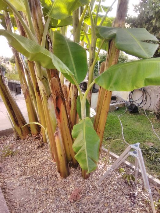 Bananeiras envazadas-enraizadas (pode replantar em qualquer época)
