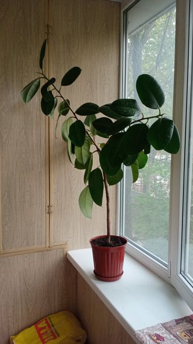 Рослина фікус Еластік