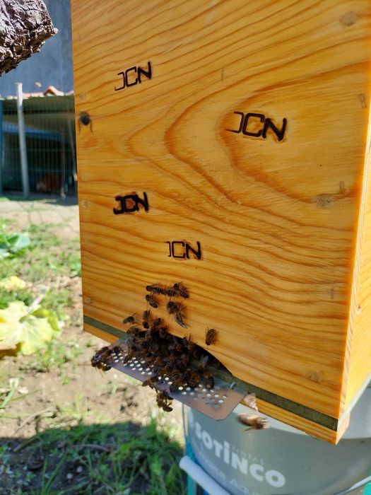 Recolho enxames de Abelhas Appis