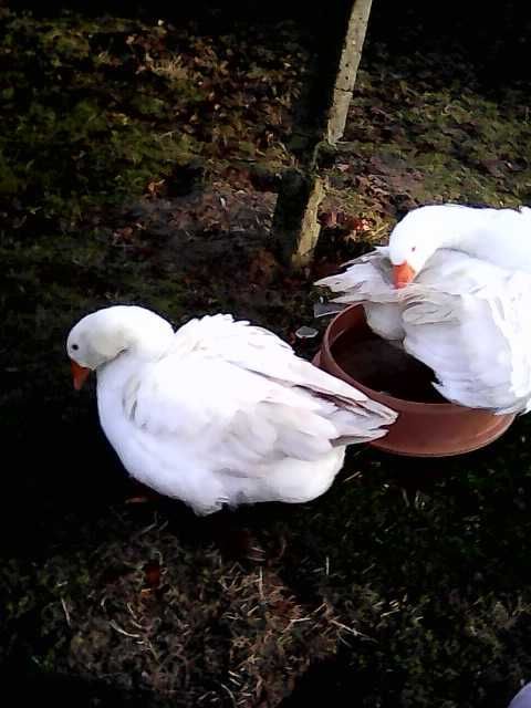 Gesi białe sprzedam