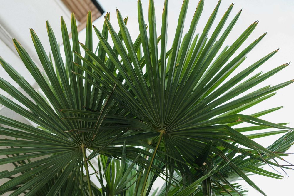 Palma mrozoodporna Trachycarpus fortunei –12°C +GRATIS