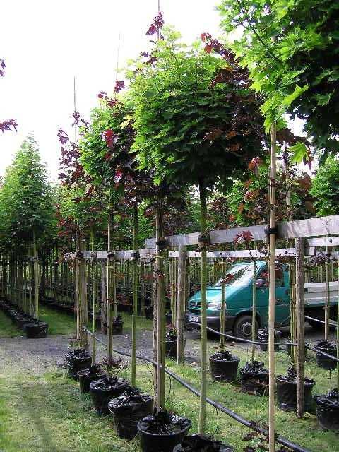 Klon kulisty zielony Globosum 10-12 cm