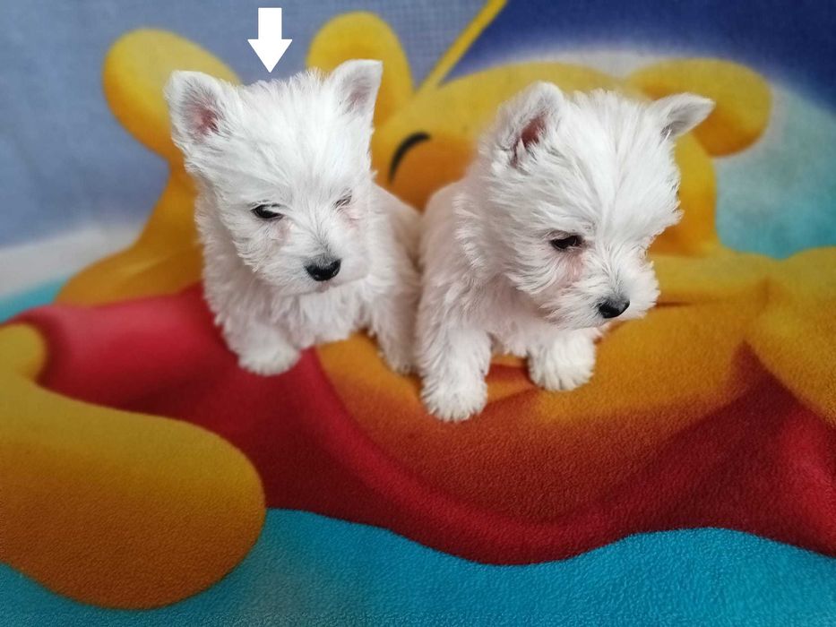 West Highland White Terrier piesek