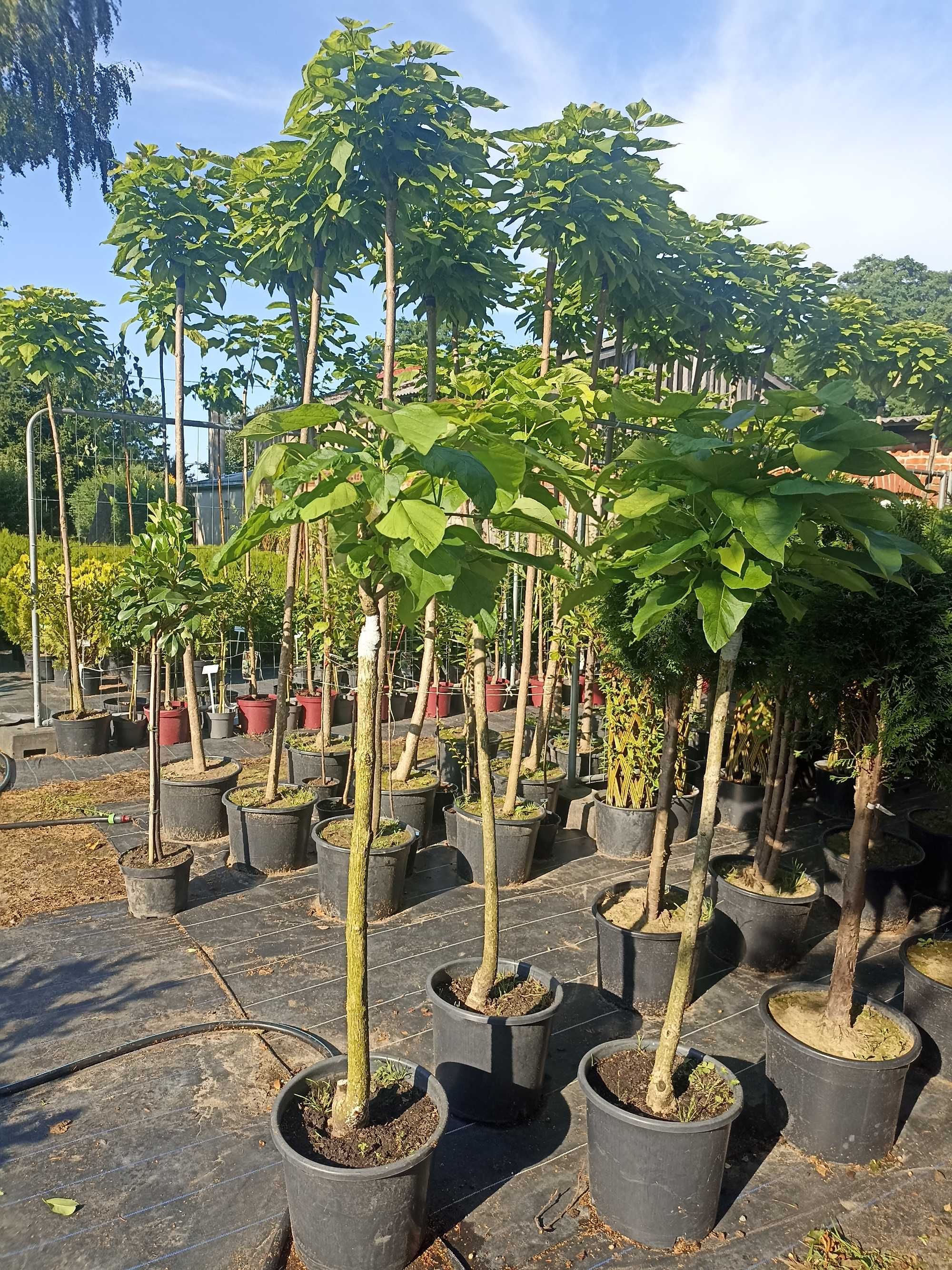 Katalpa NANA 160cm -290cm
