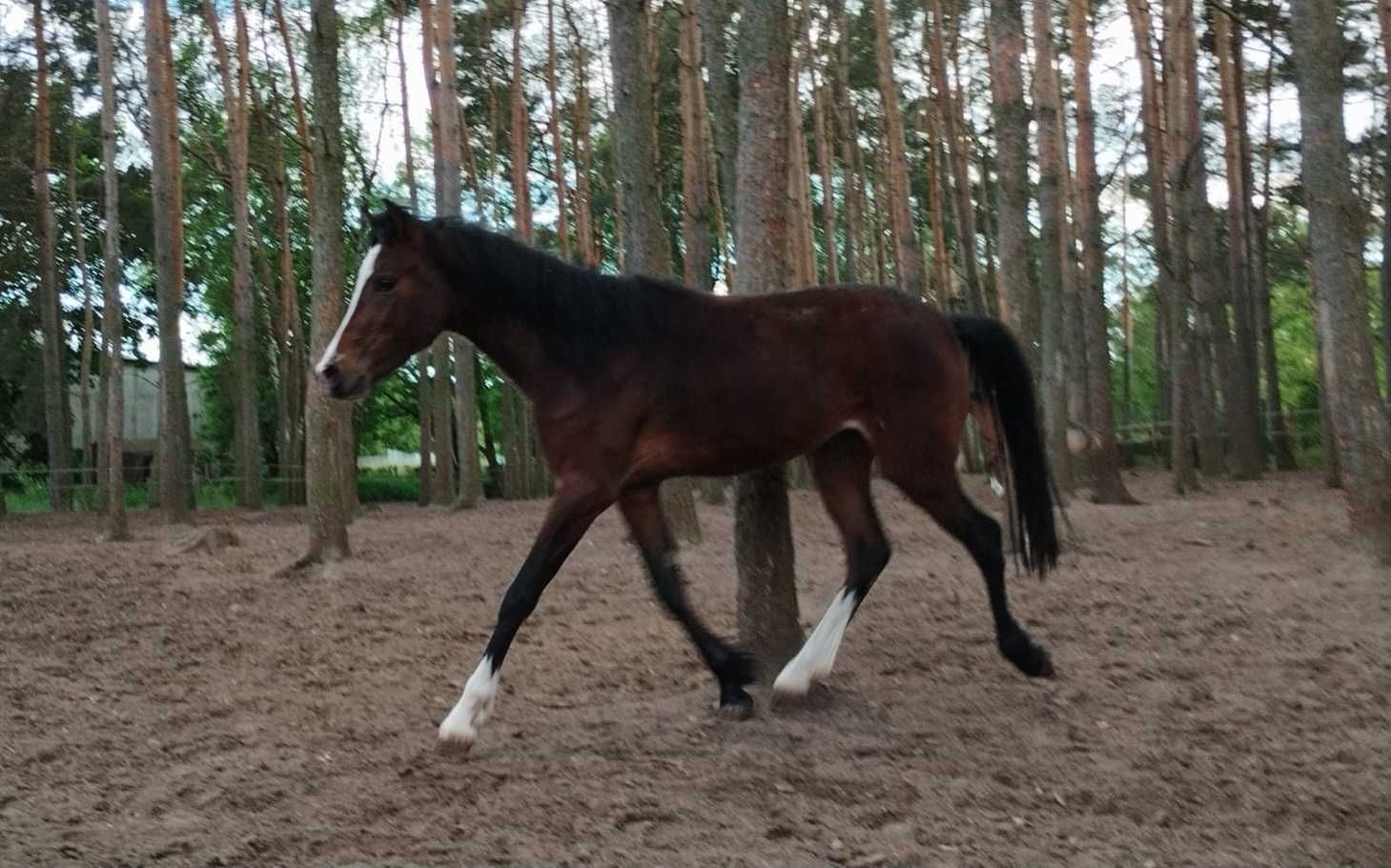 Kuc  ojciec 147 cm