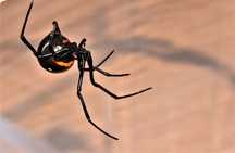 Latrodectus menavodi - wdowa -l2 (możliwa wysyłka)