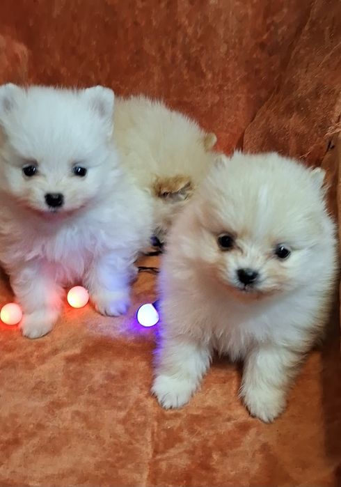 Малюки на долоню! Мiнi-хлопчики, здоровi шпiцулi шукають родини!