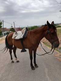 Cavalo castanho bem montado