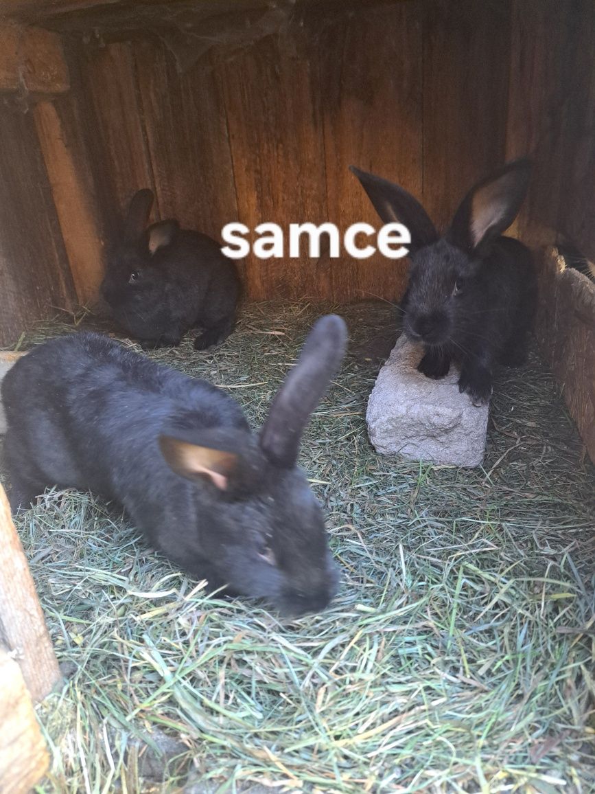 Króliki młode samce i samiczki