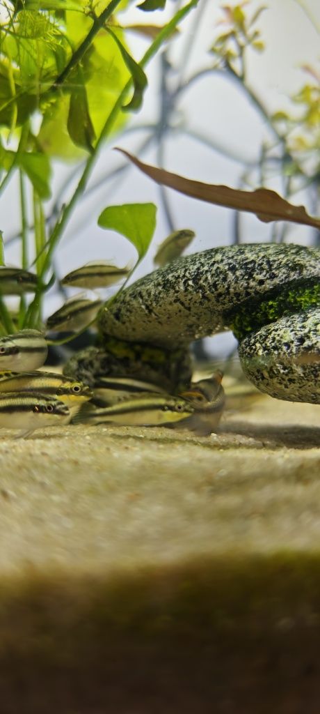 Kribensis casais