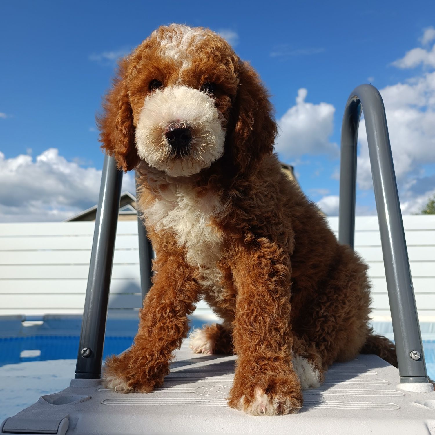 Ексклюзив. Хлопчик Goldendoodle F1b. Київ