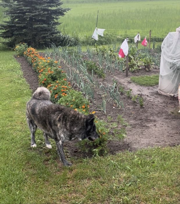 Akita szuka domu, do adopcji