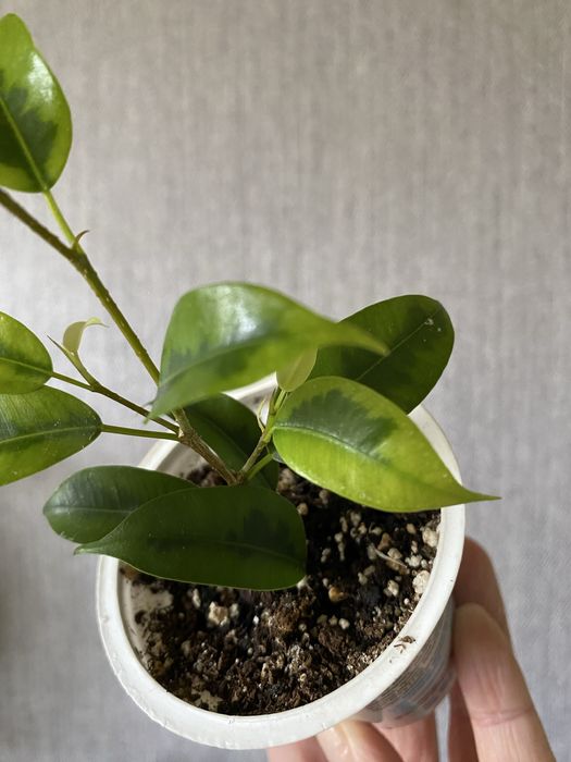 Фікус Наталі варієгатний